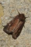 Lacanobia oleracea
