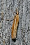 Agriphila tristella