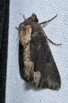 Dypterygia scabriuscula