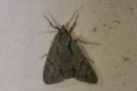 Acronicta psi/tridens