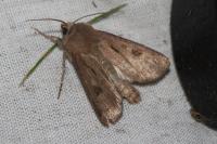 Agrotis exclamationis exclamationis