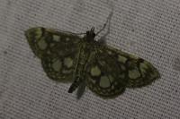 Anania coronata