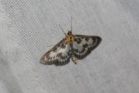 Anania hortulata