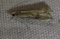 Catoptria verellus