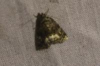 Deltote pygarga
