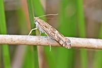 Nomophila noctuella