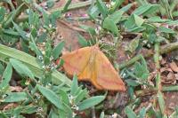 Lythria purpuraria