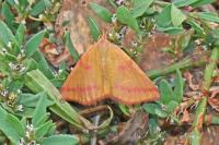 Lythria purpuraria