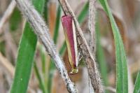 Oncocera semirubella