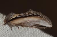 Pheosia tremula