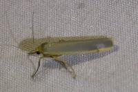 Eilema caniola