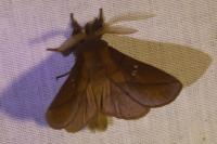 Euthrix potatoria