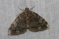 Hydriomena furcata