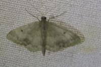 Idaea biselata