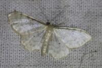 Idaea fuscovenosa