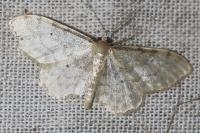 Idaea fuscovenosa