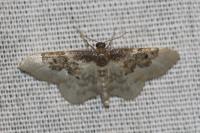 Idaea rusticata