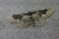 Idaea rusticata