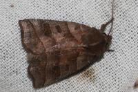 Ipimorpha retusa