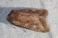 Lacanobia splendens