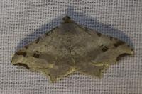Macaria alternata