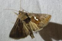 Macdunnoughia confusa
