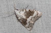 Meganola albula