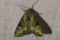 Apamea scolopacina