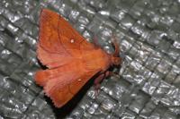 Odonestis pruni