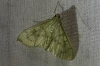 Patania ruralis