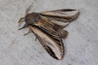 Pheosia tremula