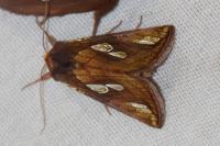Plusia festucae