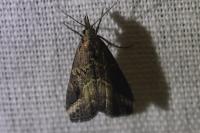 Schrankia costaestrigalis