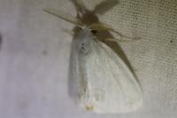 Sphrageidus similis