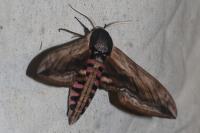 Sphinx ligustri