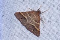 Perigune narbonea