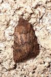 Luperina testacea