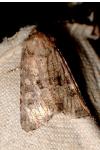 Luperina testacea