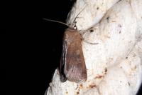 Xestia xanthographa