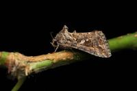 Trichoplusia ni