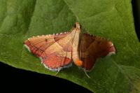 Endotricha flammealis