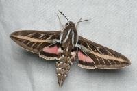 Hyles livornica