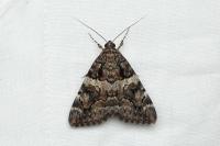 Catocala coniuncta