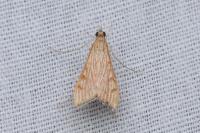 Antigastra catalaunalis