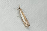 Crambus pascuella
