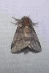 Thaumetopoea processionea