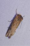 Axylia putris