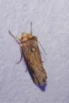 Axylia putris