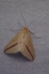 Rhodometra sacraria