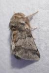 Thaumetopoea processionea